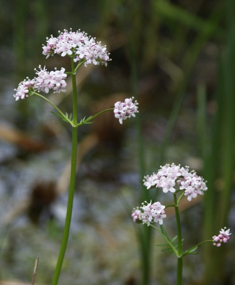 Pflanzenbild gross Sumpf-Baldrian - Valeriana dioica