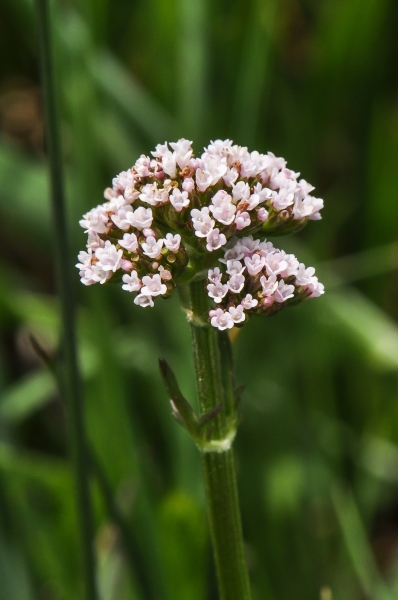 Pflanzenbild gross Sumpf-Baldrian - Valeriana dioica