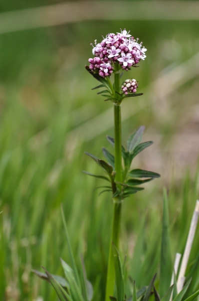 Pflanzenbild gross Sumpf-Baldrian - Valeriana dioica