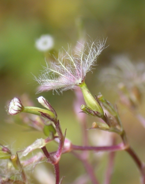 Pflanzenbild gross Gewöhnlicher Arznei-Baldrian - Valeriana officinalis