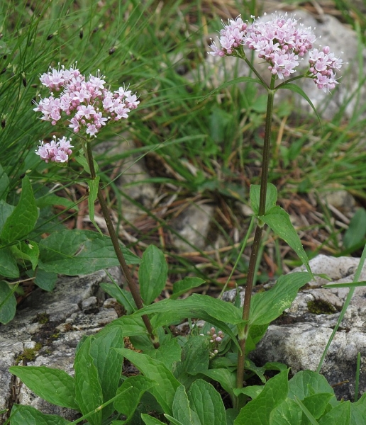 Pflanzenbild gross Berg-Baldrian - Valeriana montana