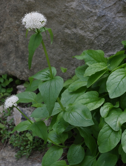 Pflanzenbild gross Berg-Baldrian - Valeriana montana