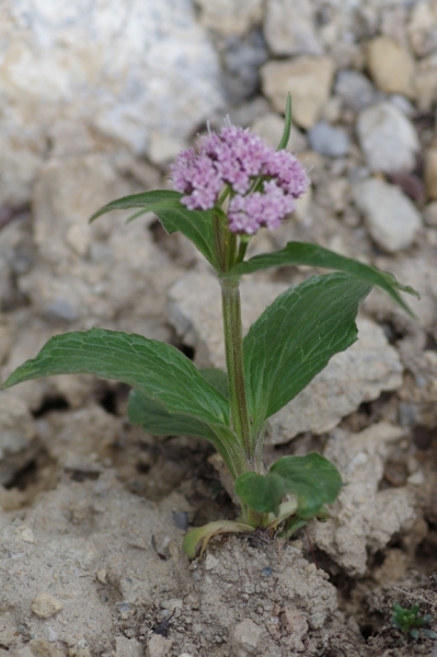 Pflanzenbild gross Berg-Baldrian - Valeriana montana