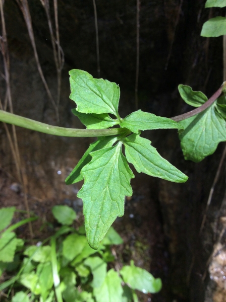 Pflanzenbild gross Dreiblatt-Baldrian - Valeriana tripteris