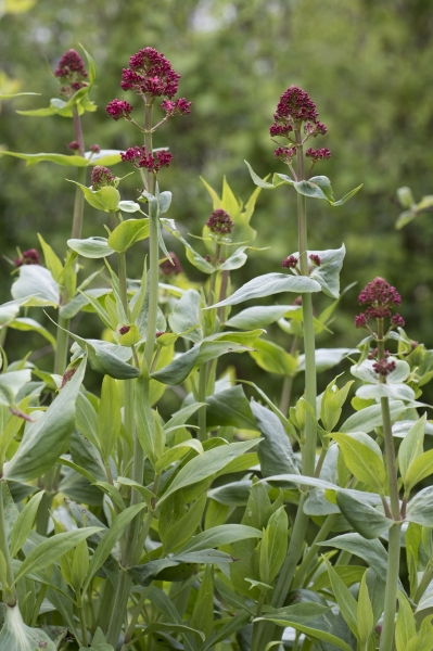 Pflanzenbild gross Rote Spornblume - Centranthus ruber