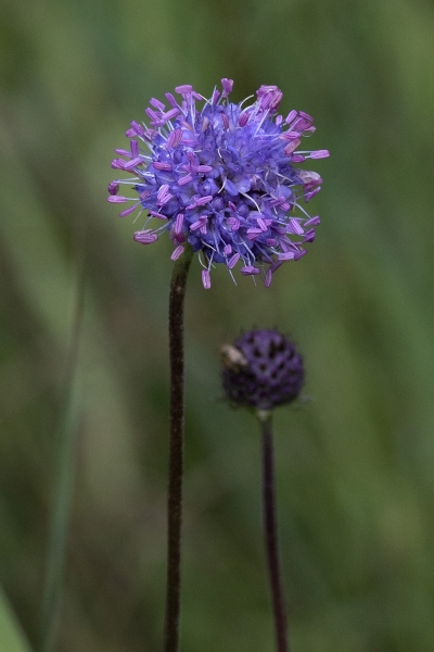 Pflanzenbild gross Abbisskraut - Succisa pratensis