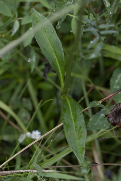 Pflanzenbild gross Abbisskraut - Succisa pratensis