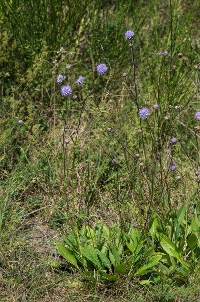 Pflanzenbild gross Abbisskraut - Succisa pratensis