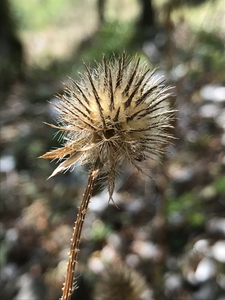 Pflanzenbild gross Behaarte Karde - Dipsacus pilosus