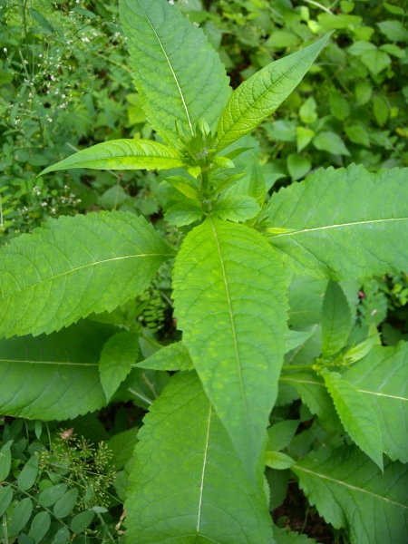 Pflanzenbild gross Behaarte Karde - Dipsacus pilosus