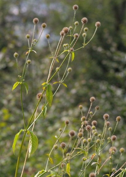 Pflanzenbild gross Behaarte Karde - Dipsacus pilosus