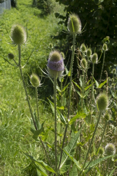 Pflanzenbild gross Wilde Karde - Dipsacus fullonum