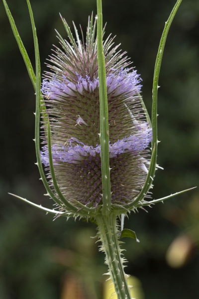 Pflanzenbild gross Wilde Karde - Dipsacus fullonum