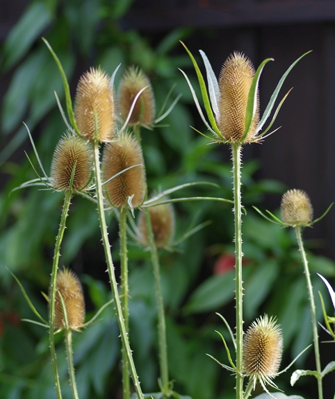Pflanzenbild gross Wilde Karde - Dipsacus fullonum