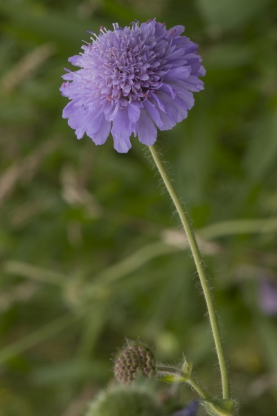 Pflanzenbild gross Feld-Witwenblume - Knautia arvensis