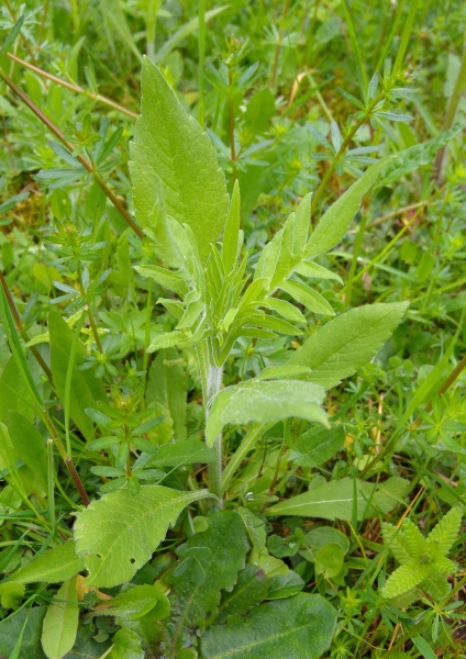 Pflanzenbild gross Feld-Witwenblume - Knautia arvensis