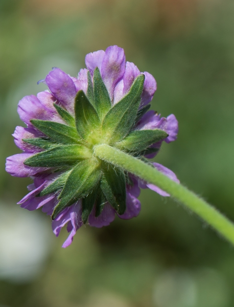 Pflanzenbild gross Feld-Witwenblume - Knautia arvensis