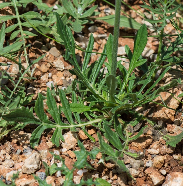 Pflanzenbild gross Feld-Witwenblume - Knautia arvensis