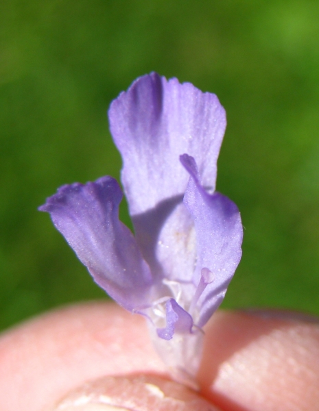 Pflanzenbild gross Feld-Witwenblume - Knautia arvensis