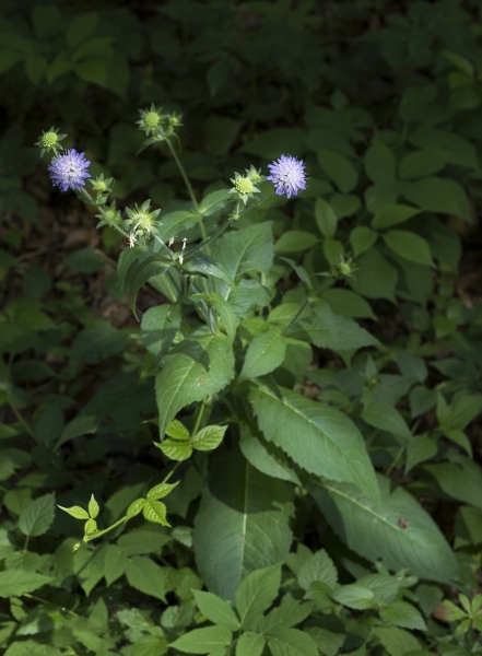 Pflanzenbild gross Wald-Witwenblume - Knautia dipsacifolia
