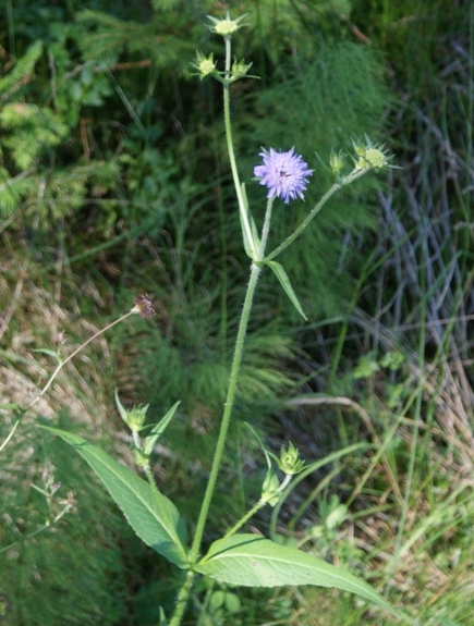 Pflanzenbild gross Wald-Witwenblume - Knautia dipsacifolia