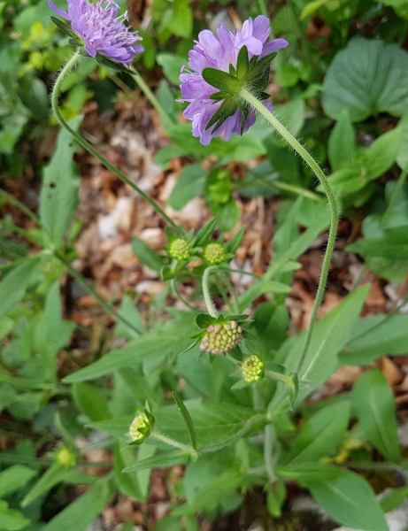 Pflanzenbild gross Wald-Witwenblume - Knautia dipsacifolia