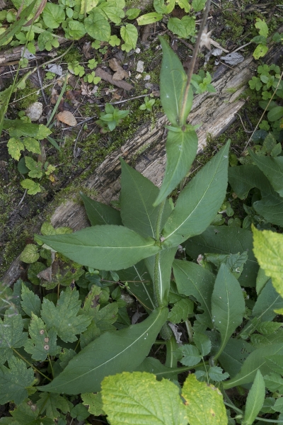 Pflanzenbild gross Wald-Witwenblume - Knautia dipsacifolia