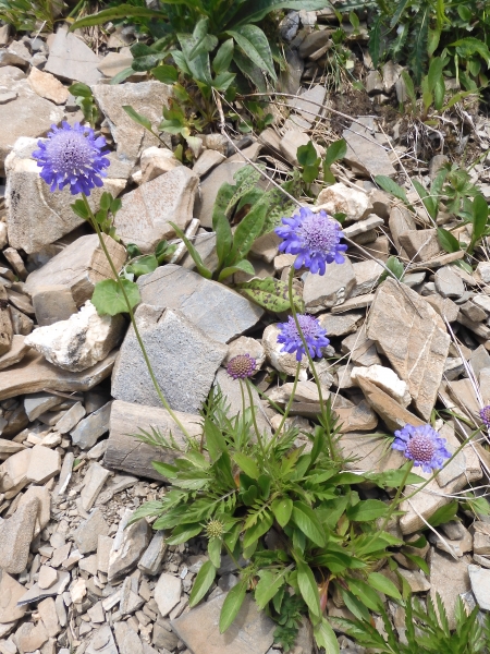 Pflanzenbild gross Glänzende Skabiose - Scabiosa lucida