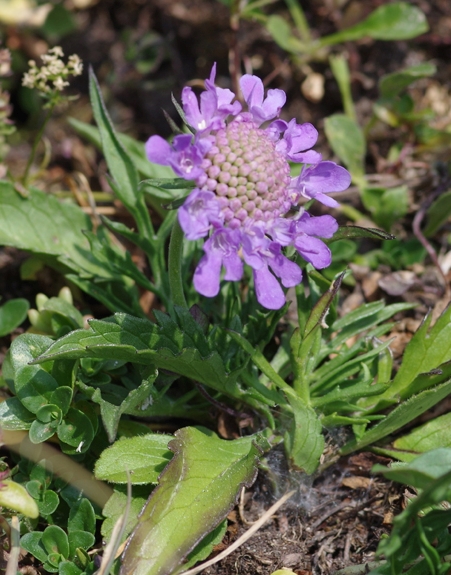 Pflanzenbild gross Glänzende Skabiose - Scabiosa lucida