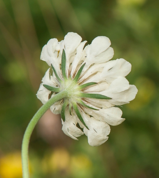 Pflanzenbild gross Gelbe Skabiose - Scabiosa ochroleuca