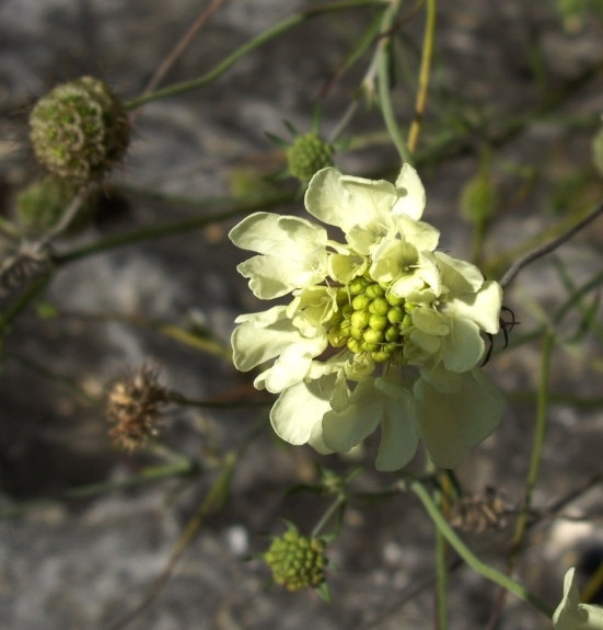 Pflanzenbild gross Gelbe Skabiose - Scabiosa ochroleuca