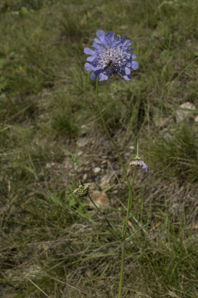 Pflanzenbild gross Tauben-Skabiose - Scabiosa columbaria