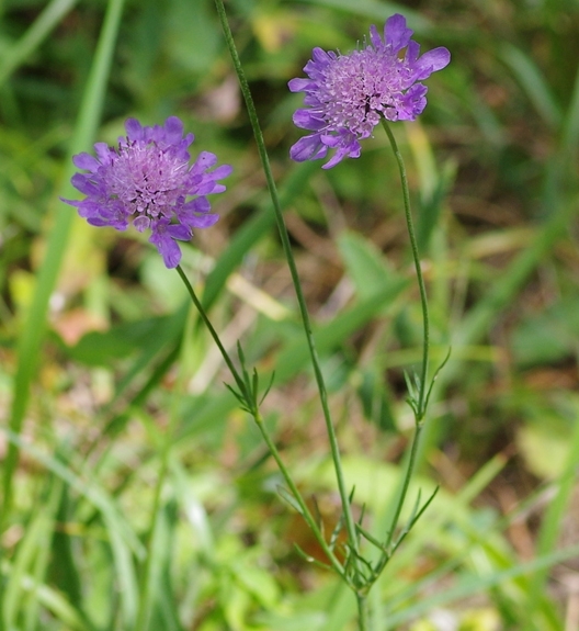 Pflanzenbild gross Tauben-Skabiose - Scabiosa columbaria