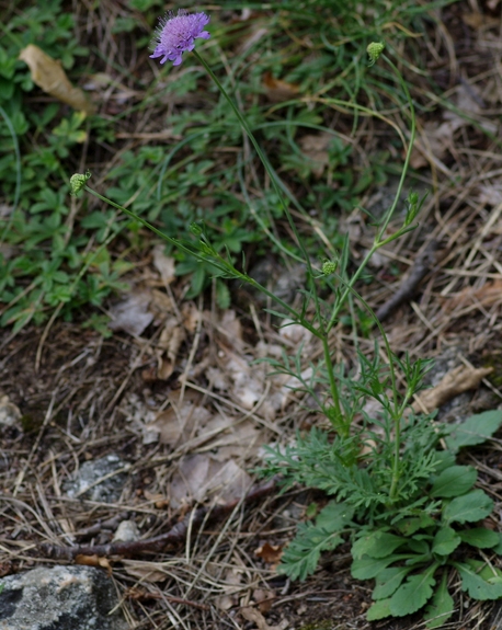 Pflanzenbild gross Tauben-Skabiose - Scabiosa columbaria