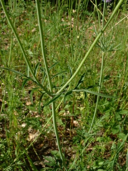 Pflanzenbild gross Tauben-Skabiose - Scabiosa columbaria