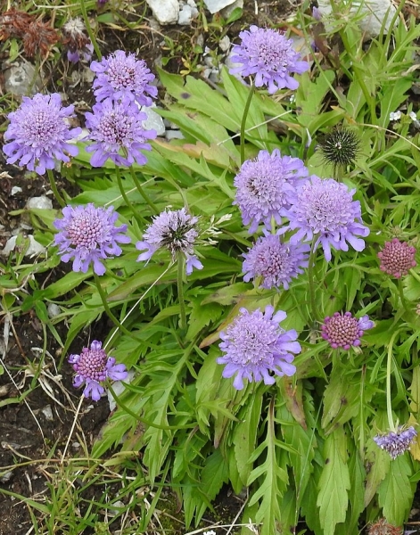Pflanzenbild gross Glänzende Skabiose - Scabiosa lucida