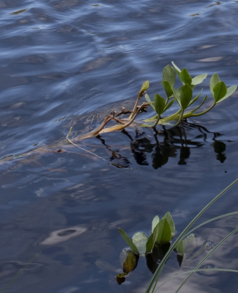 Pflanzenbild gross Fieberklee - Menyanthes trifoliata