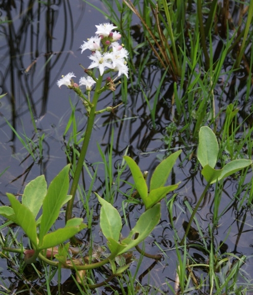 Pflanzenbild gross Fieberklee - Menyanthes trifoliata
