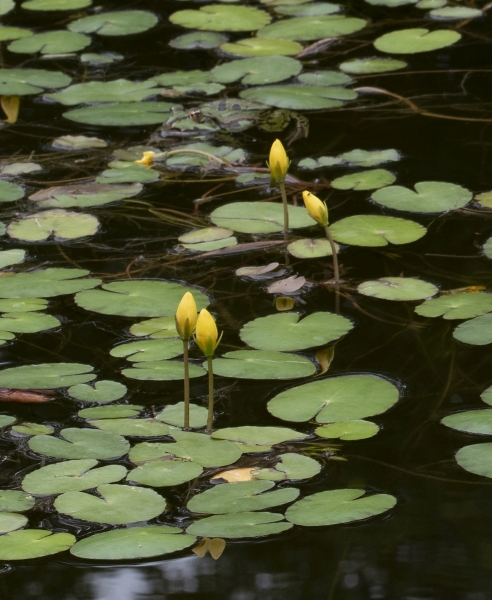 Pflanzenbild gross Teichenzian - Nymphoides peltata