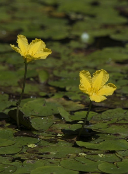 Pflanzenbild gross Teichenzian - Nymphoides peltata