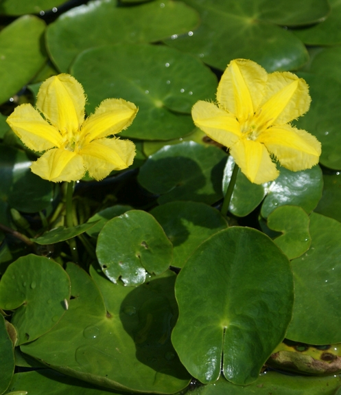 Pflanzenbild gross Teichenzian - Nymphoides peltata