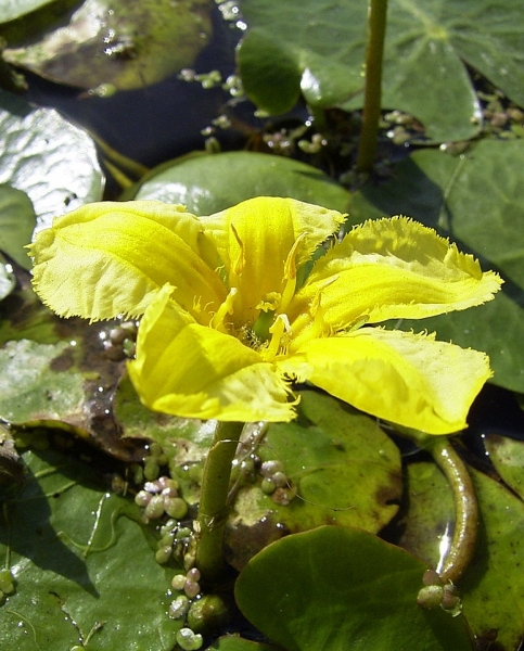 Pflanzenbild gross Teichenzian - Nymphoides peltata