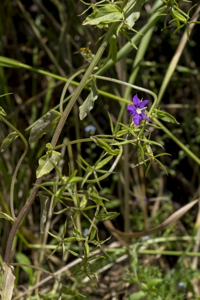 Pflanzenbild gross Venus-Frauenspiegel - Legousia speculum-veneris