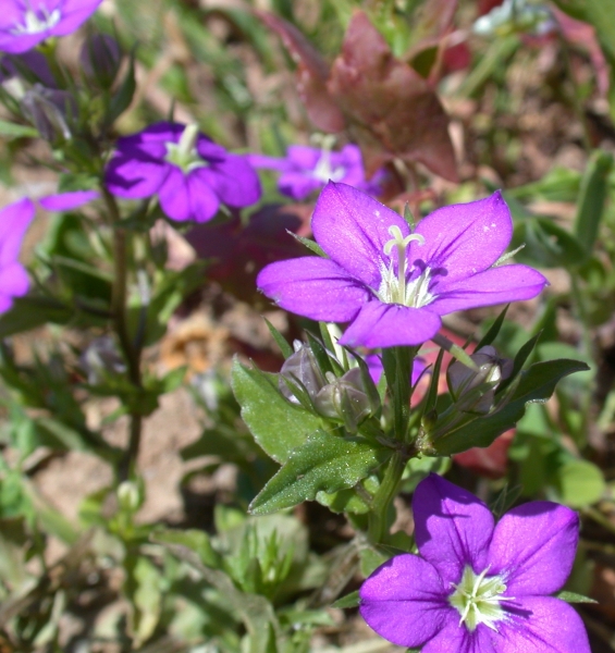 Pflanzenbild gross Venus-Frauenspiegel - Legousia speculum-veneris