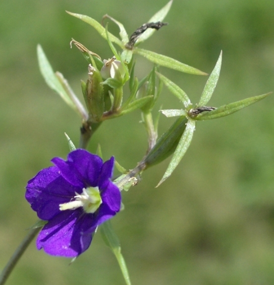 Pflanzenbild gross Venus-Frauenspiegel - Legousia speculum-veneris