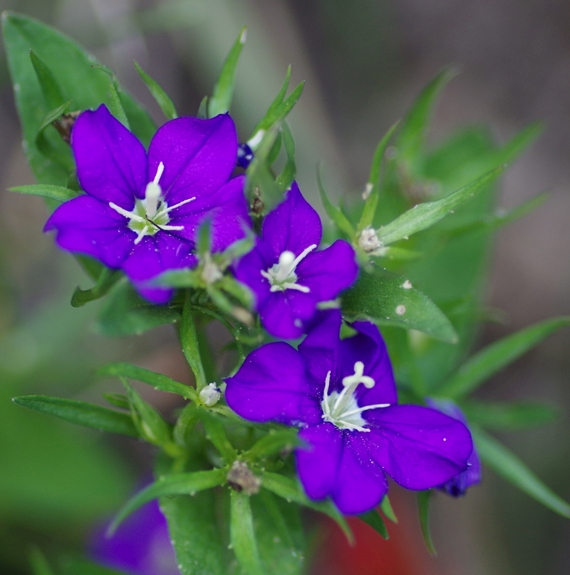 Pflanzenbild gross Venus-Frauenspiegel - Legousia speculum-veneris