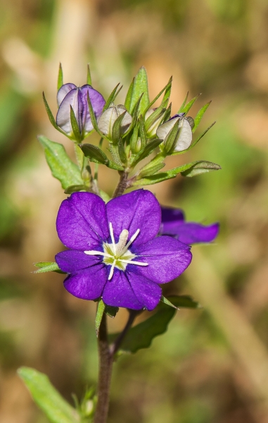 Pflanzenbild gross Venus-Frauenspiegel - Legousia speculum-veneris