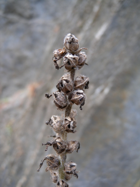 Pflanzenbild gross Ährige Glockenblume - Campanula spicata