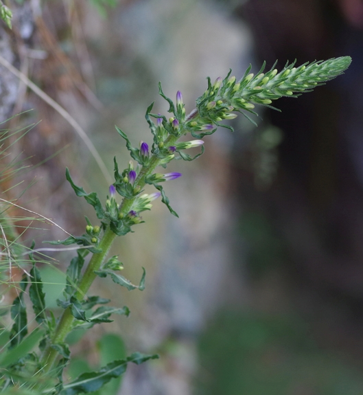 Pflanzenbild gross Ährige Glockenblume - Campanula spicata