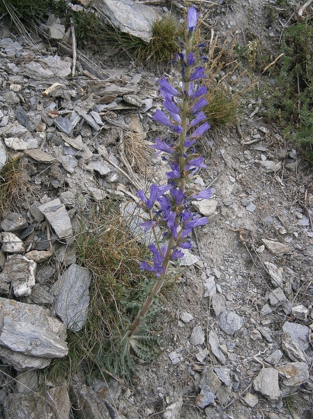 Pflanzenbild gross Ährige Glockenblume - Campanula spicata